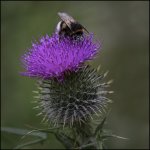 Week 27 - Indigenous.jpg