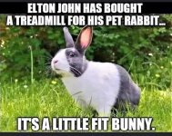 eltonsbunny.jpg