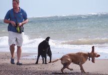 Dogs with man Exmouth beach E-PL5 P9240014.JPG