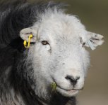 Sheep 1.jpg