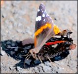 Butterfly on damp patch of ground G9 P1013360.jpg