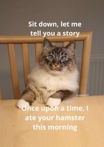 hamster.jpg