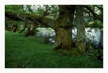 alders.jpg
