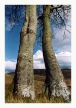 beeches 1989.jpg