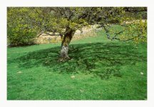 oak shadow.jpg