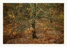 sweet chestnut.jpg
