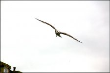 Seagull over Sidmouth Eos 5D IMG_3116.JPG