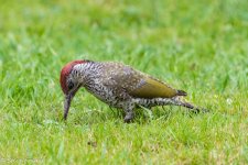AA Green Woodpecker.jpg