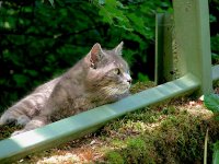 Cat in Seefeld Austria S10_1899.jpg