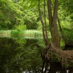 Snapper's Choice.JPG