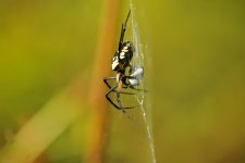 Garden Spider_1491.JPG