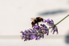 IMG_2584.jpg