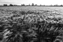 FS-Misc-8406 (4).jpg