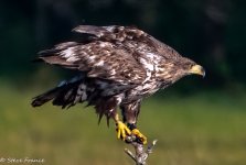 RR Rework Sea Eagle 1.jpg