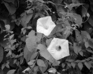 2108APMXBW01 Bindweed.jpg