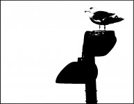 Seagull on street light A65_DSC03300.JPG