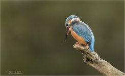 IMGL7092 LR CS6 JP tp.jpg