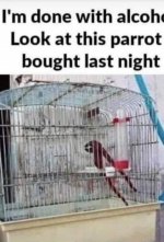 parrot.jpg