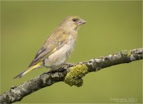 IMG_0049 LR CS6 JP tp.jpg