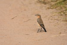 DSC_0974.JPG