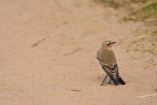 DSC_0978.JPG