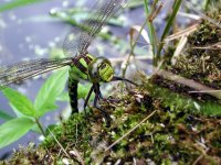 Dragonfly1.JPG