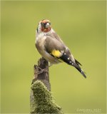 IMG_0236 LR CS6 JP tp.jpg