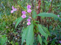 DSCN0487.JPG