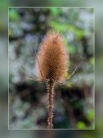 WEEK 38- AUTUMN.jpg