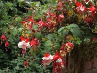 Red and white Fuchsia against green leaves SL300 DSCF3468.jpg