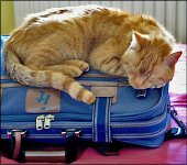 Figaro sleeping on suitcase iXus 70 0652.jpg