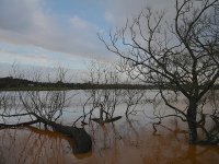 Flooding at Clyst St Mary GM5 P1210740.JPG