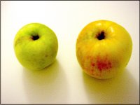 Two Green Apples F55E DSC00007.JPG