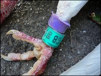 Tag on bird found by Canal at Long Buckby FX55_1000416.jpg