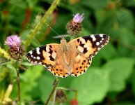 Painted Lady  (9) - Copy.jpg