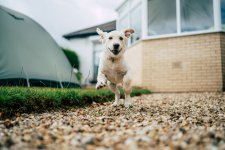 Puppy 2.jpg