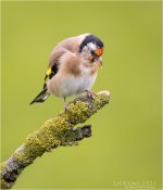 IMG_0284  LR CS6 JP tp.jpg