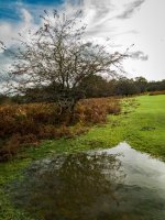 Tree Reflection-1000332 PS Adj.JPG