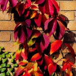 AutumnColour_2.jpg