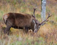 Nov 03 2021 Deer.jpg