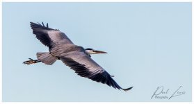 Flying Heron web.jpg