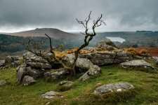 004 Down Tor Dead Tree 01-6174 PS Adj.JPG 004 Down Tor Dead Tree 01-6174 PS Adj.JPG