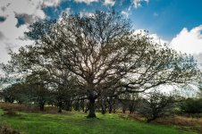 Old Oak Tree-1000336 PS Adj upload.JPG