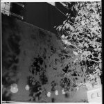 Shadows on the poppy wall.jpg