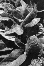 2110BPMXBW01 Leaves Potsdam 200.jpg