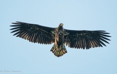 8 White Tailed Eagle.jpg