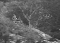 LF01-0177DetailTree.jpg