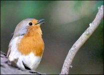 Robin singing Sidmouth G9 P1012676.JPG