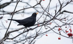 blackbird (1).jpg