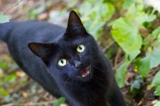 Black Cat.jpg